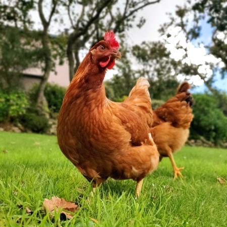 Opération  « des poules pour réduire ses déchets »